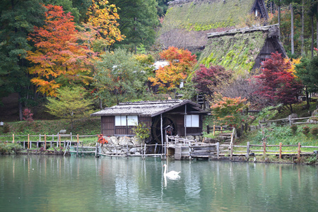 秋天的彩色的树木飞驒民俗村高山日本