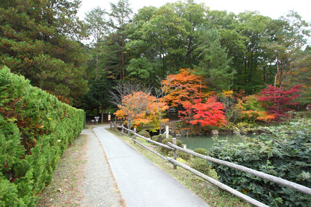 秋天的彩色的树木飞驒民俗村高山日本