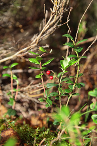 foxberry 在清晨森林是翠绿的树枝上