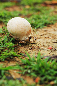 在草地上的白色蘑菇