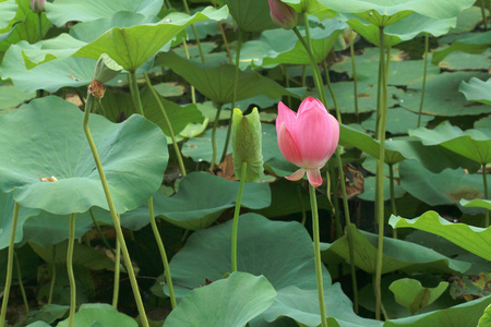 荷花和莲花池塘。莲花池。有很多的荷花