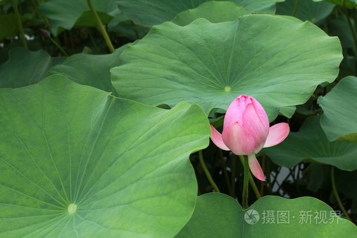 荷花和莲花池塘。莲花池。有很多的荷花