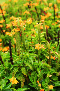 橘黄色的鲜花   在花园里