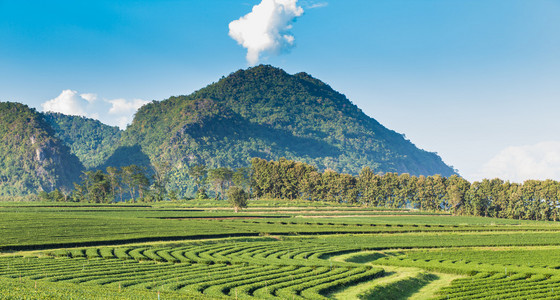 绿色茶园山背景