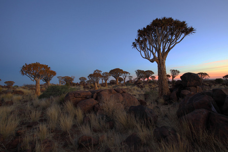 solnedgng p koger tree forest