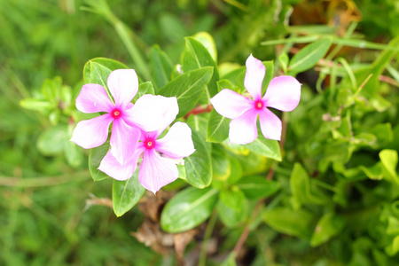 朵马达加斯加长春花粉红色花