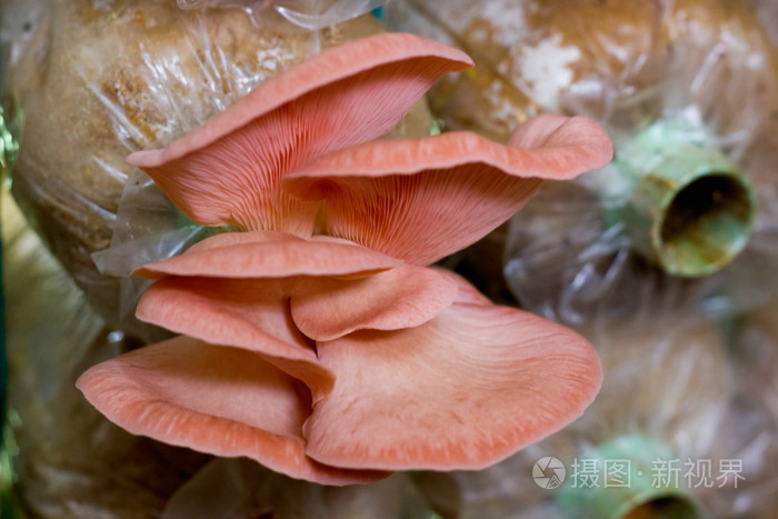 在农场的粉红色蘑菇平菇