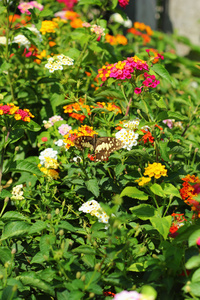  Lantana camara  butterflies swarm Gaysorn flowers.