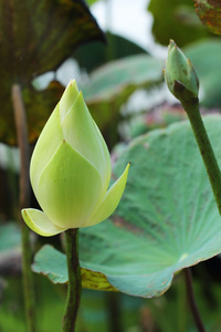 花白莲花