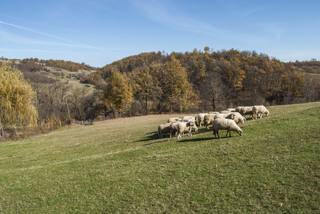 群羊在山牧场