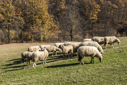 群羊在山牧场