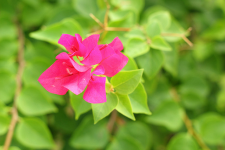 开花叶子花粉红色花