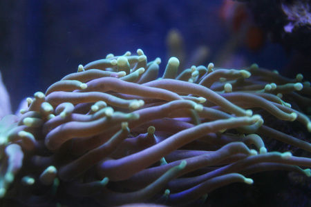 大型鞭珊瑚的美丽