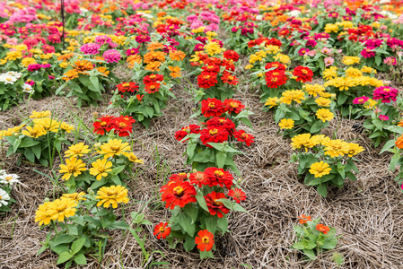 五颜六色的花，在花园里