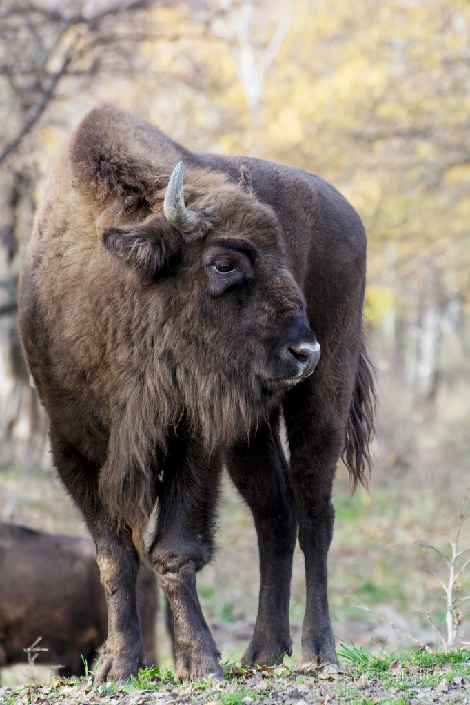 欧洲野牛已伤了他的腿