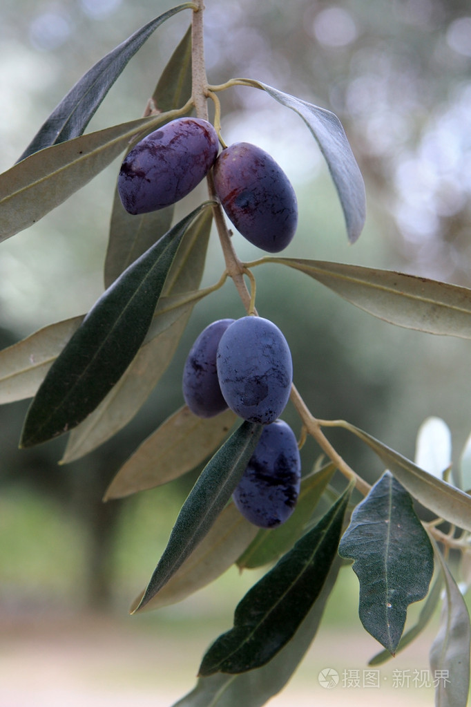 橄榄橄榄树的树枝上