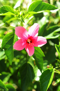 粉红色的花芙蓉花