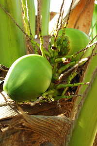 椰子椰子树上