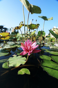 粉红色莲花