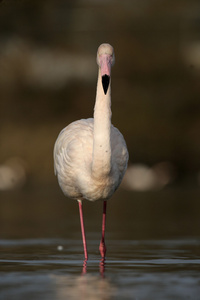 大火烈鸟，phoenicopterus 卢布