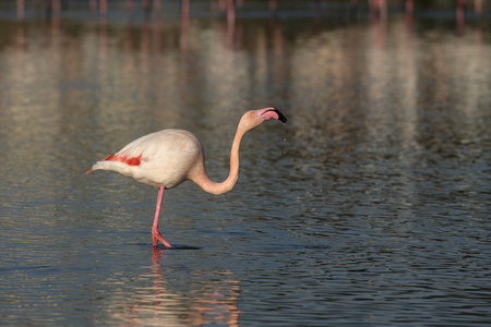 大火烈鸟，phoenicopterus 卢布