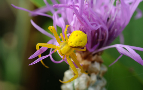黄色蜘蛛上一朵紫色的花