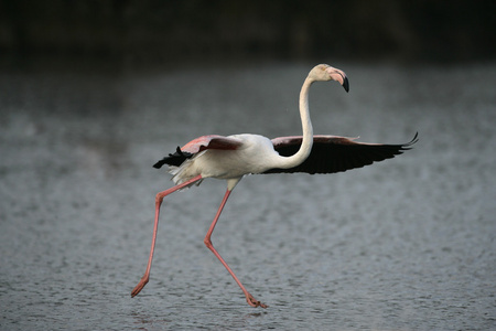 大火烈鸟，phoenicopterus 卢布