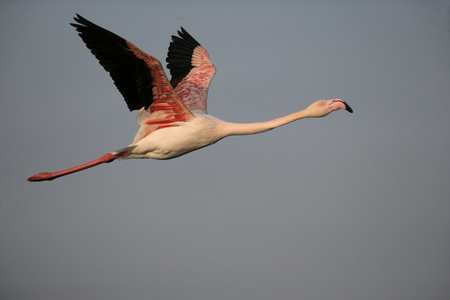 大火烈鸟，phoenicopterus 卢布