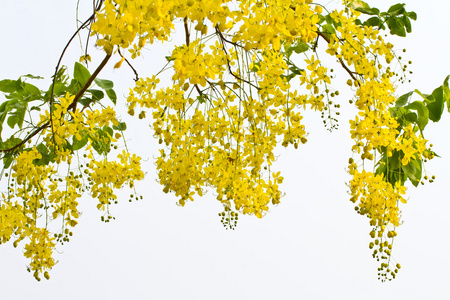 金雨树的花朵图片