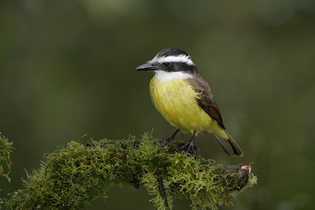 大 kiskadee，pitangus sulphuratus