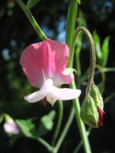 甜豌豆的粉红色花LathyrusOdatus