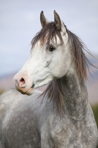 漂亮的阿拉伯种马，用长长的鬃毛，在秋天