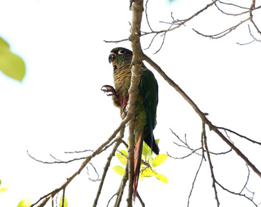 在树枝上的绿色鹦鹉