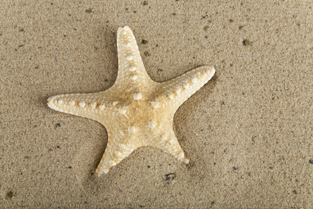 在沙滩上的海星