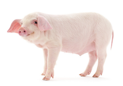 白猪图片