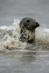 灰色的海豹，halichoerus grypus