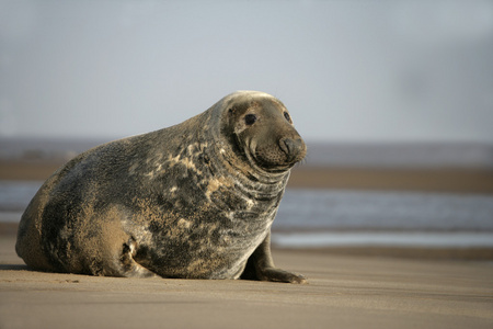 灰色的海豹，halichoerus grypus