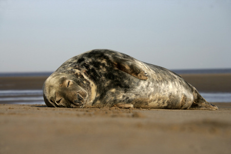 灰色的海豹，halichoerus grypus