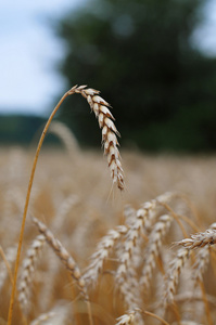 小麦。成熟的麦穗