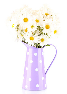 孤立在白色的花瓶里的雏菊