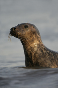 灰色的海豹，halichoerus grypus