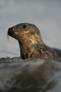 灰色的海豹，halichoerus grypus