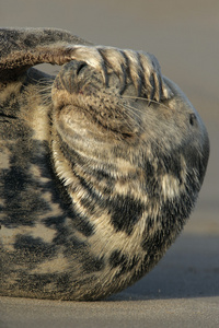 灰色的海豹，halichoerus grypus