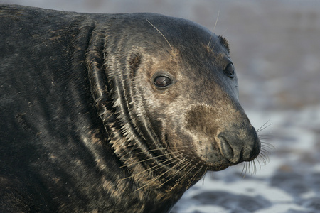 灰色的海豹，halichoerus grypus