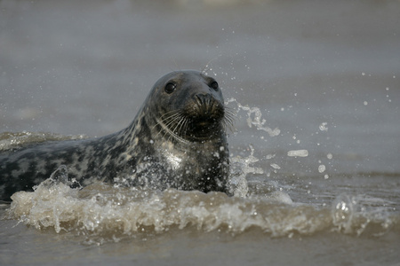 灰色的海豹，halichoerus grypus