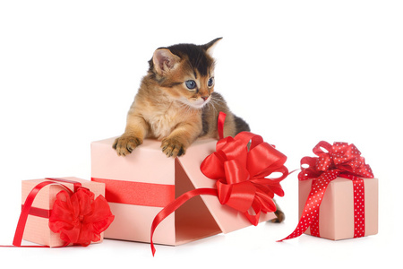 在一个礼物盒的小猫在索马里