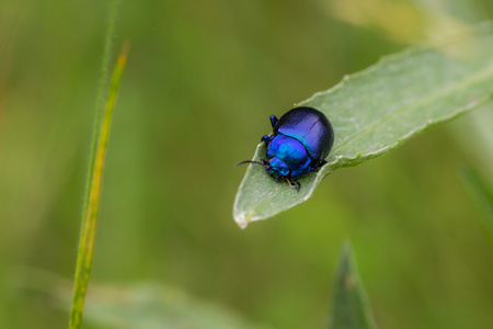 蓝色的 bug