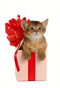 在一个礼物盒的小猫在索马里