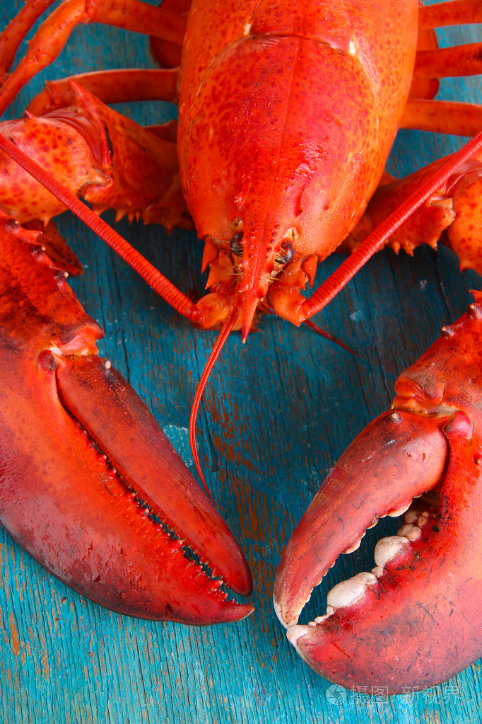 红色龙虾上木表特写