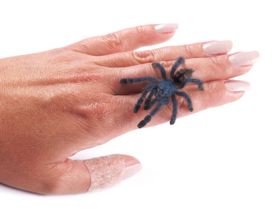 蜘蛛蜘蛛 (avicularia 绒革盖菌),年轻的单独走在一个女人的手上照片